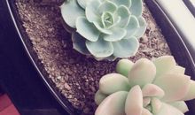 老大和老二_500字