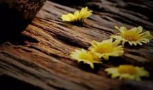 承受不起的痛苦