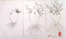 植物生长的怪现象_2000字