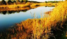 淀边芦苇情_700字