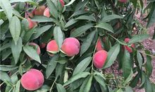 我家门前的看桃树_400字