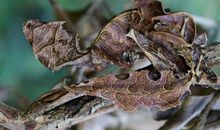 我发现了壁虎逃跑的妙计_450字