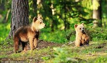 动物的世界（一）一个神秘的森林_1500字