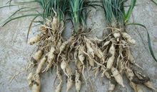 野草，题辞_450字