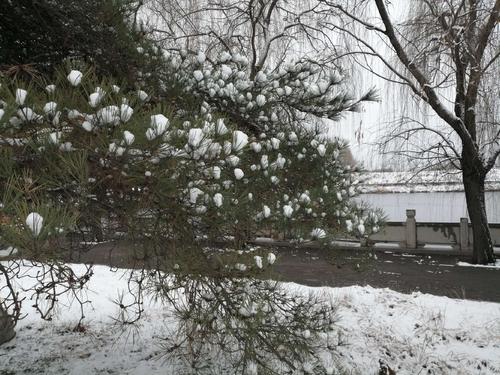愿望春雪（第1章）神秘的米其基尔_550字