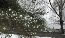 心愿春雪（第一章）神秘的米修斯族_550字