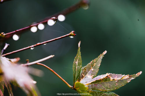 秋雨霏_400字