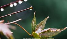 秋雨霏霏_400字