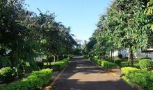 美丽的果树林_350字