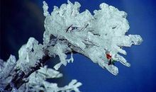 美丽的冰雪世界_550字