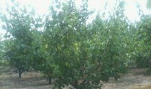 美丽的杏树_400字