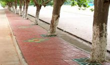 校园里的梧桐树_200字