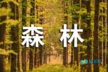 我进入了大森林_450字