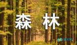 我走进大森林_450字