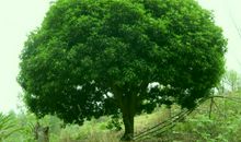 美丽的香樟树_400字