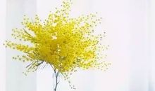 尚雅是一种修养_800字