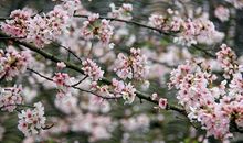 樱花雪（第二章）纸条_800字