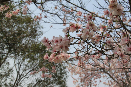 春天是一个魔术师_700字