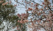 春天是位魔法师_700字