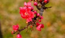 校园里的春天_200字