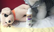 【每日小记】狗狗日记_200字