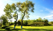 小区里的绿草地_300字