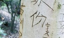 刻在掌心中的伤痕_800字