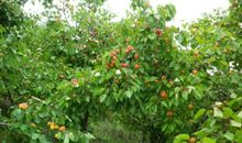 家乡的花园_500字