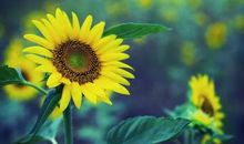 会心痛的向日葵_650字