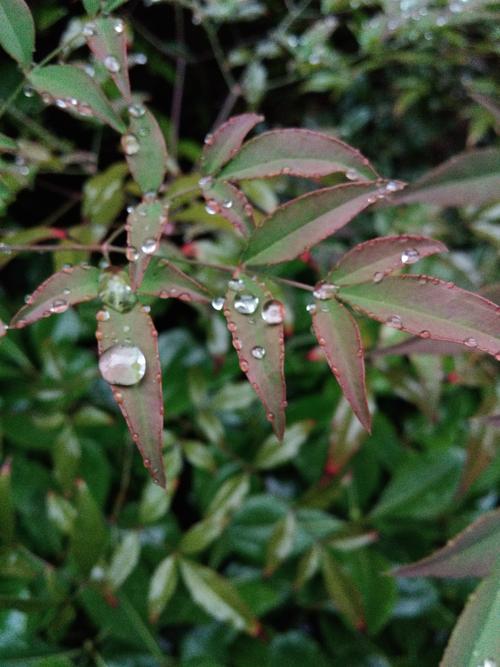 雨中的雨_450字