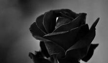 妃子太狂妄 （第一章）重生_550字