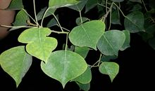 叶子也美丽_650字