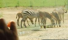 游北京野生动物园_750字