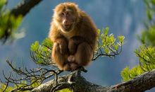 读《动物天堂》有感_600字