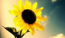 向着阳光前进_1200字