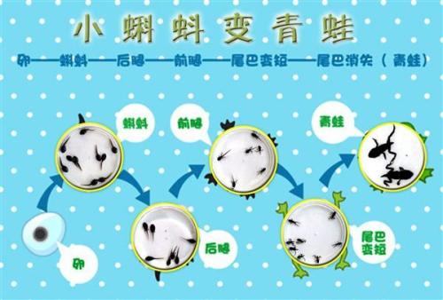 
这个小孩不知道去哪里走了，无论如何，再次变成一只青蛙的大面包，是不是，是一只青蛙，是非常恐惧吗？他从来没有理解小燕是思考的......