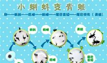 怕变青蛙的蝌蚪