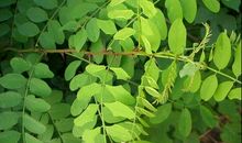 故乡的树叶_250字