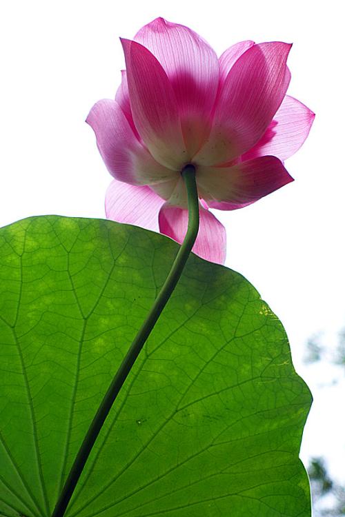 Lotus Wonderland_250字