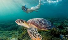 海龟和他的新娘