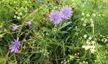 无名野花——怒放的生命_300字