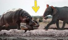 大象河马比谁重