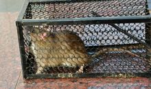 永远被关在“笼子”里_900字