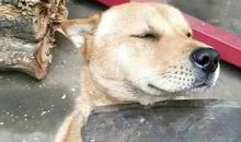 花盆打碎了_250字