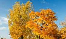 我爱美丽的秋天_150字