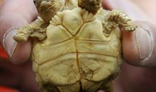 乌龟的盾牌_200字