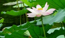 夏日赏荷_2000字