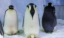 企鹅爸爸会生蛋