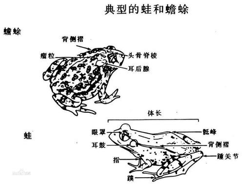 
青蛙抓住了一个有毒的蠕虫。我只是想扔它，我被抢劫鱿鱼，我吞下了有毒的笨蛋，吞下了有毒的鱿鱼，我像这样去世。