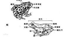 青蛙与癞蛤蟆